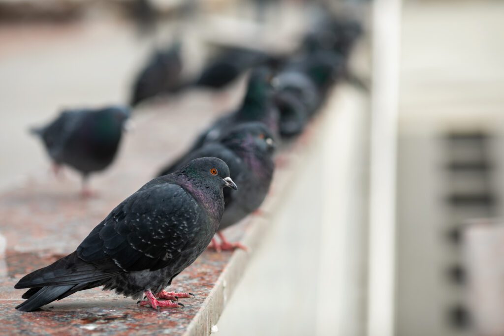 bird divert salt lake city window tint