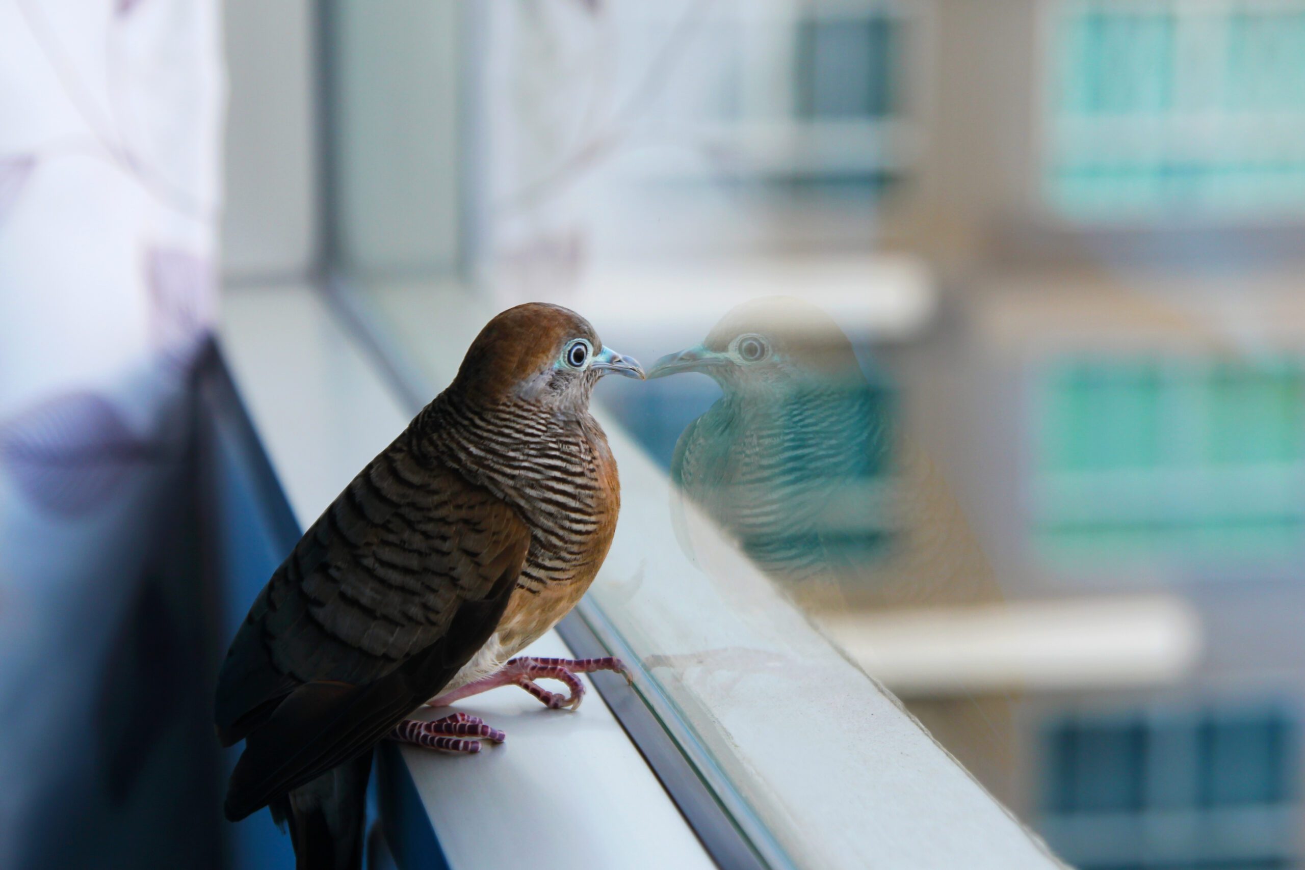 bird divert salt lake city windows